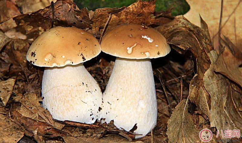 孩子早餐適合吃什么     發酵類食品推薦