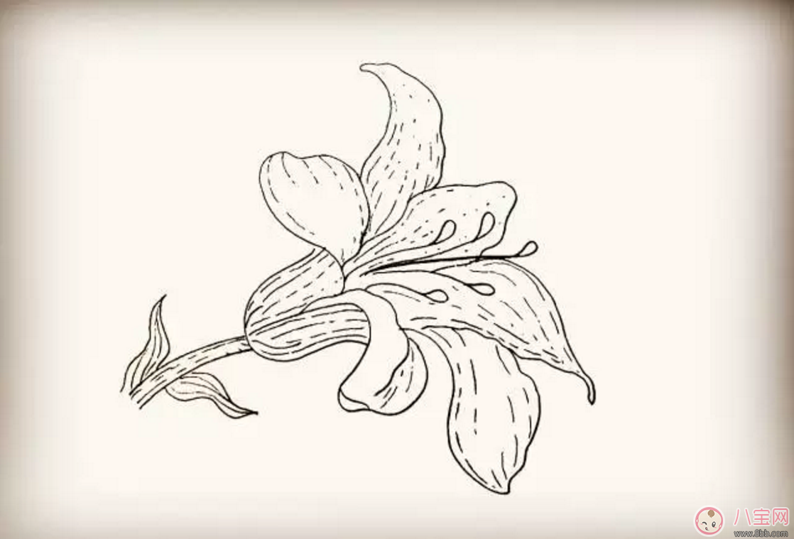 怎么教寶寶花百合花 百合花簡筆畫