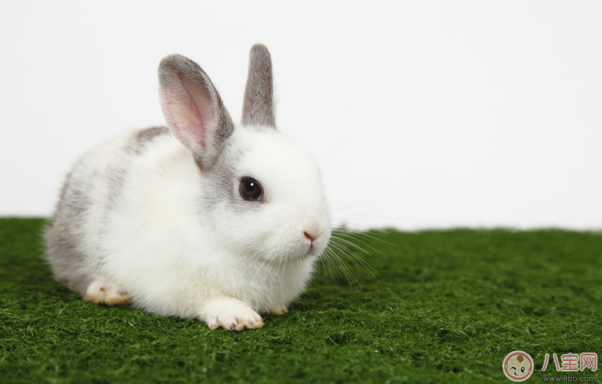 媽媽安胎小故事:小兔的蘑菇房 媽媽安胎小故事:小兔的蘑菇房