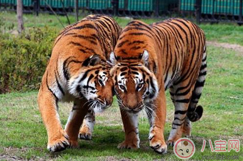 親子游去哪避暑比較好 武漢最佳避暑游玩推薦