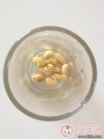 夏季帶孩子養植物養什么植物好 和孩子養植物成長快