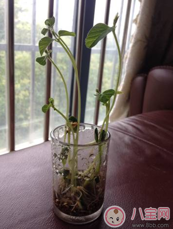 夏季帶孩子養植物養什么植物好 和孩子養植物成長快