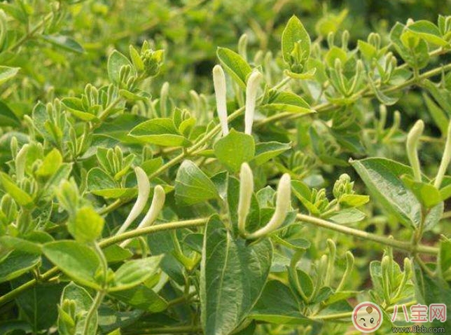 2017夏天孩子長痱子有什么偏方 去治痱子偏方有哪些