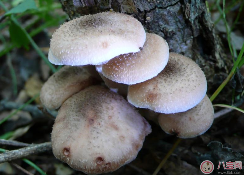 懷孕會使皮膚變差 懷孕保養皮膚新方法