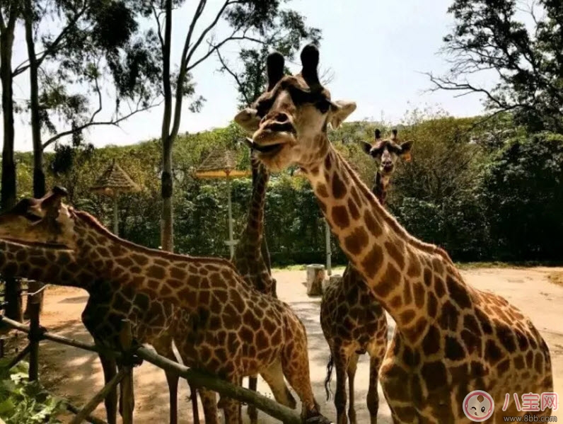 2017七夕節全家出游攻略 帶娃出行怎么做