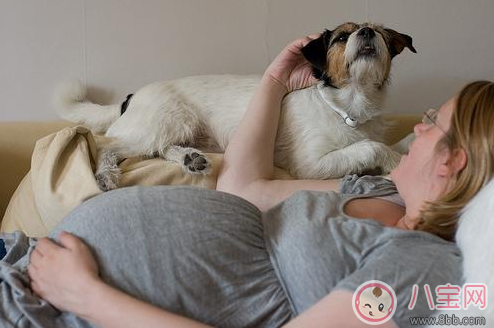 懷孕家里養(yǎng)狗了怎么辦 需要送人嗎