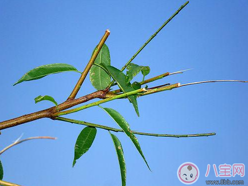 孩子坐飛機(jī)過安檢查出頭頂火柴 寶寶辟邪竟用火柴 孩子坐飛機(jī)過安檢查出頭頂火柴 寶寶辟邪竟用火柴
