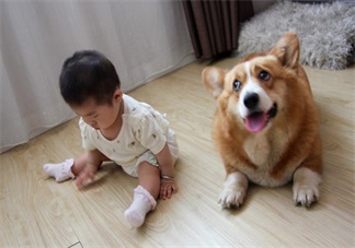 懷孕家里養(yǎng)狗了怎么辦 需要送人嗎