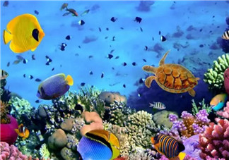 海洋生物趣味多 魚類簡筆畫