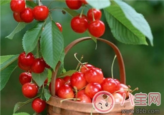 櫻桃營養價值高 寶寶如何正確的食用櫻桃