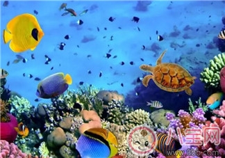 海洋生物趣味多 魚類簡(jiǎn)筆畫