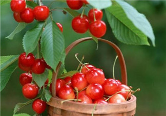 櫻桃營養價值高 寶寶如何正確的食用櫻桃