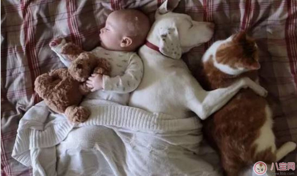 孕期家里有寵物怎么辦 孕期養寵物注意事項