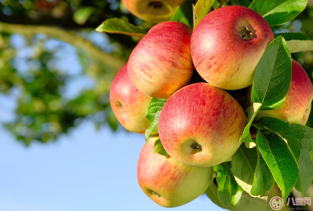 女性身體保健小妙招 一天一蘋果 女性身體保健小妙招 一天一蘋果