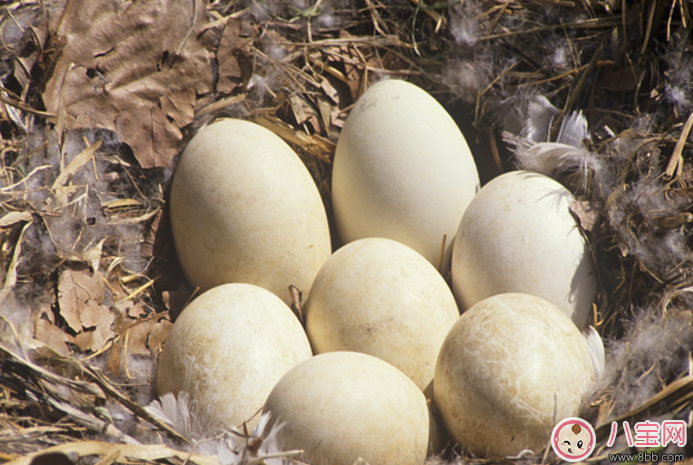 懷孕吃什么寶寶生出來(lái)比較好看