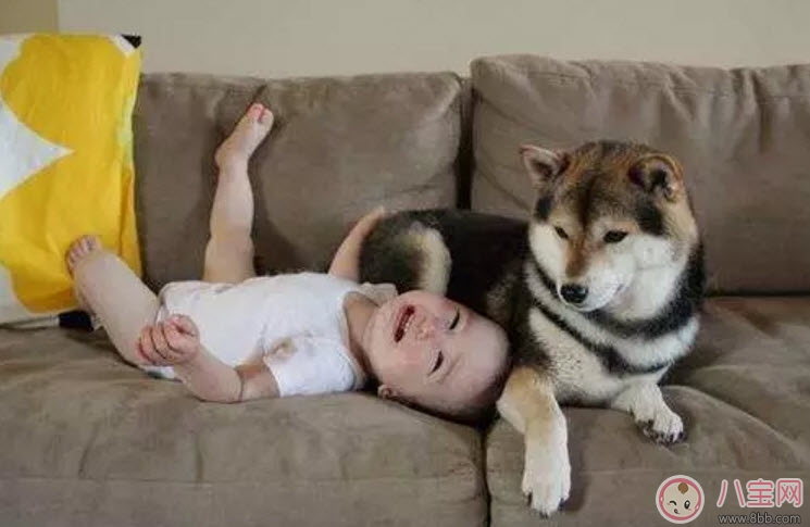 養(yǎng)寵物的孕婦應(yīng)該做哪些檢查 為什么明星懷孕了能養(yǎng)寵物 養(yǎng)寵物的孕婦應(yīng)該做哪些檢查 為什么明星懷孕了能養(yǎng)寵物