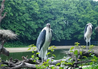 2017七夕節全家出游  看看長隆親子攻略