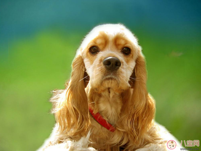 明知我養狗還住隔壁 孩子遇到狗怎么辦