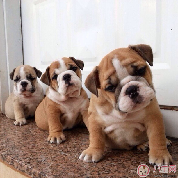 明知我養狗還住隔壁 孩子遇到狗怎么辦