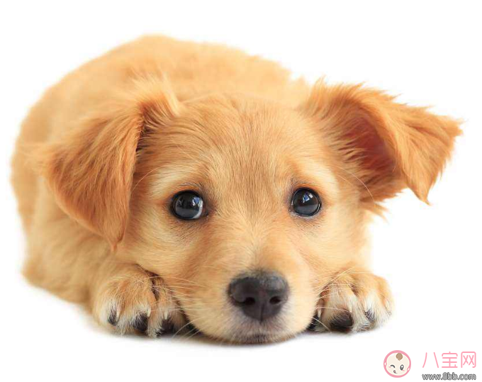 明知我養狗還住隔壁 孩子遇到狗怎么辦