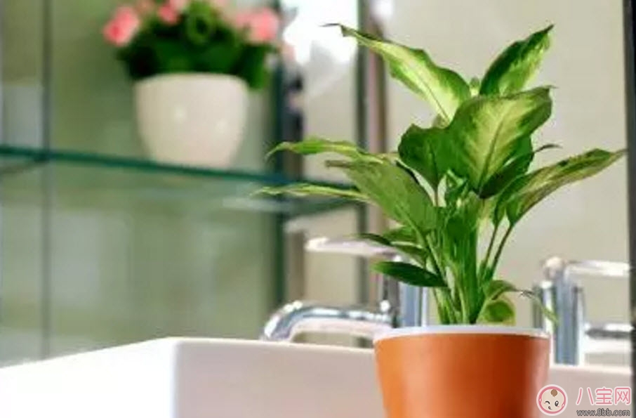 萬年青對孕婦有影響嗎 孕婦觸碰萬年青會有事嗎