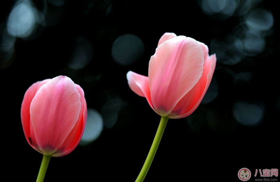 教師節送花只知道康乃馨怎么行 2017最適合送老師花推薦