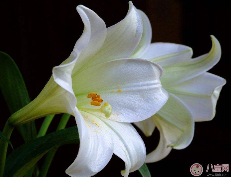 教師節送花只知道康乃馨怎么行 2017最適合送老師花推薦