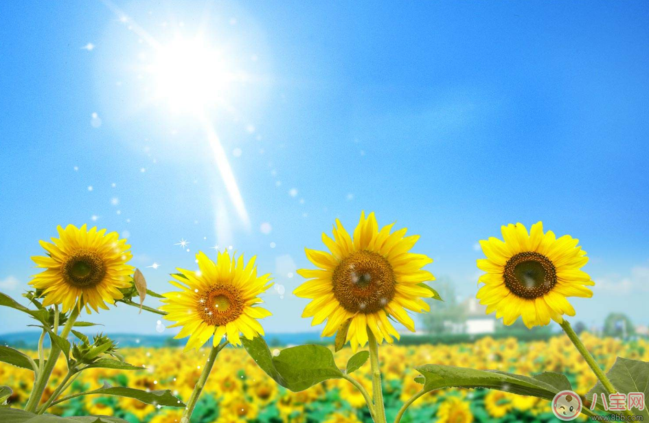 教師節送花只知道康乃馨怎么行 2017最適合送老師花推薦