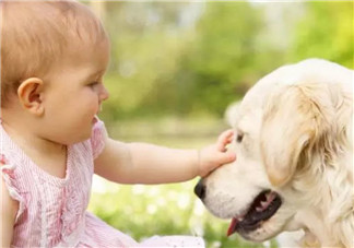 流浪狗咬傷小區業主孩子 孩子被狗咬傷怎么緊急處理傷口