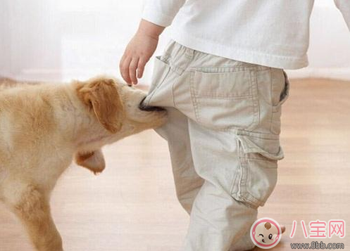 孩子被狗嚇到了怎么辦 孩子怕狗解決方法