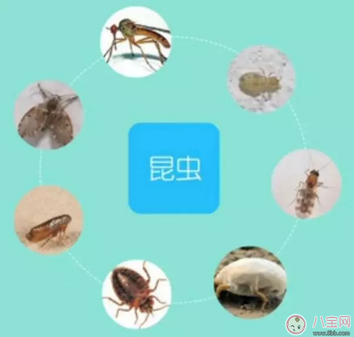 秋季寶寶常見皮膚病如何護(hù)理 寶寶皮膚病護(hù)理注意事項(xiàng)