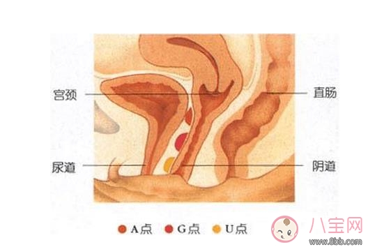 怎么讓女性高潮女性G點怎么著找圖解 A點U點G點是什么
