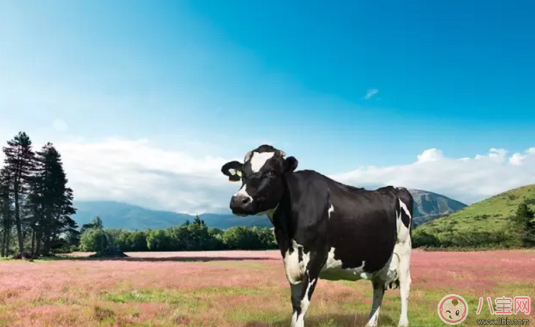 森碟Cindy同款新西蘭賀壽利奶片怎么樣 寶寶吃好不好 森碟Cindy同款新西蘭賀壽利奶片怎么樣 寶寶吃好不好