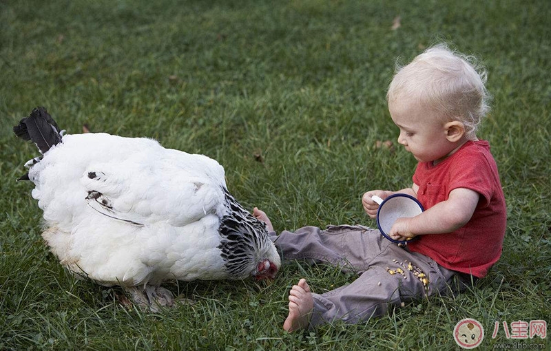 養(yǎng)寵物能提高寶寶成績嗎 如何通過性格為寶寶挑選寵物