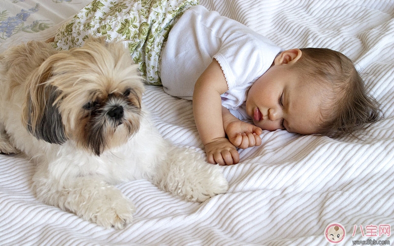 養(yǎng)寵物能提高寶寶成績嗎 如何通過性格為寶寶挑選寵物