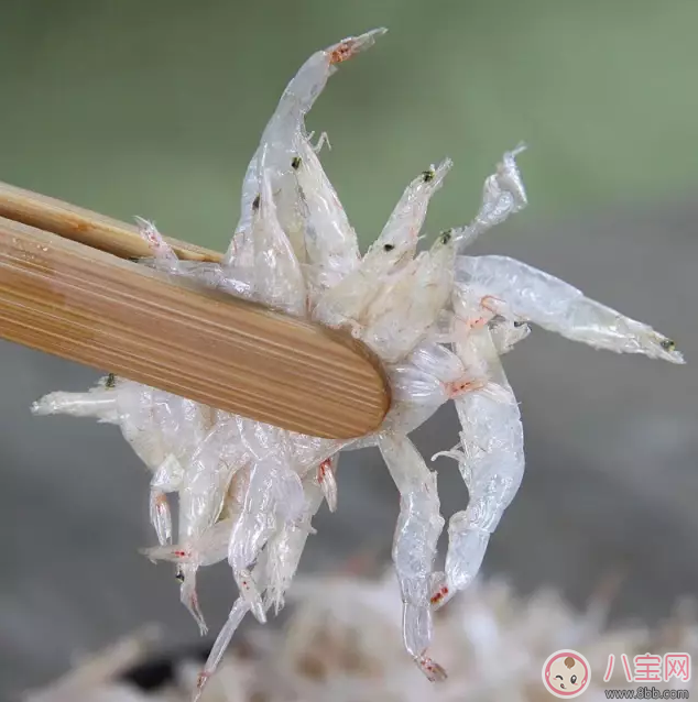 寶寶補鈣吃蝦皮有效嗎 孩子吃蝦皮怎么吃好 寶寶補鈣吃蝦皮有效嗎 孩子吃蝦皮怎么吃好