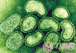 印度甲型H1N1流感已導(dǎo)致1741人死亡 怎么預(yù)防辨別甲型H1N1流感