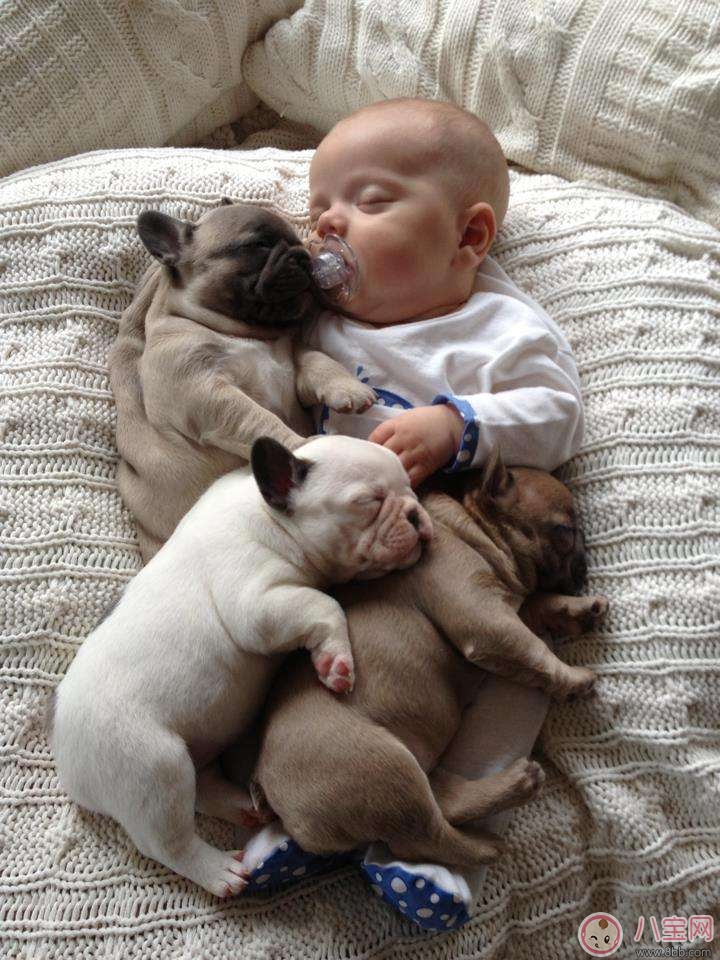 如何讓新生兒熟悉家里的狗狗 寶寶與狗狗和睦相處怎么做