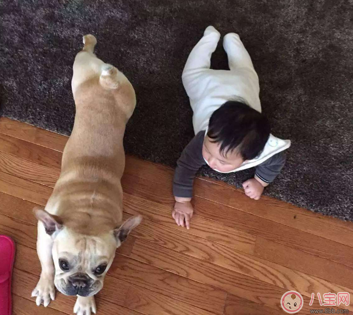 為什么狗狗喜歡咬孩子 孩子被狗咬了怎么辦 為什么狗狗喜歡咬孩子 孩子被狗咬了怎么辦