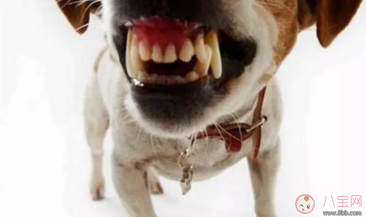 孕婦被狗咬到?jīng)]出血要打狂犬疫苗嗎 孕婦被小狗的牙蹭破皮怎么處理