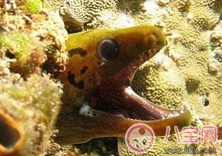 一家人吃魚中毒 吃的什么魚中的什么毒