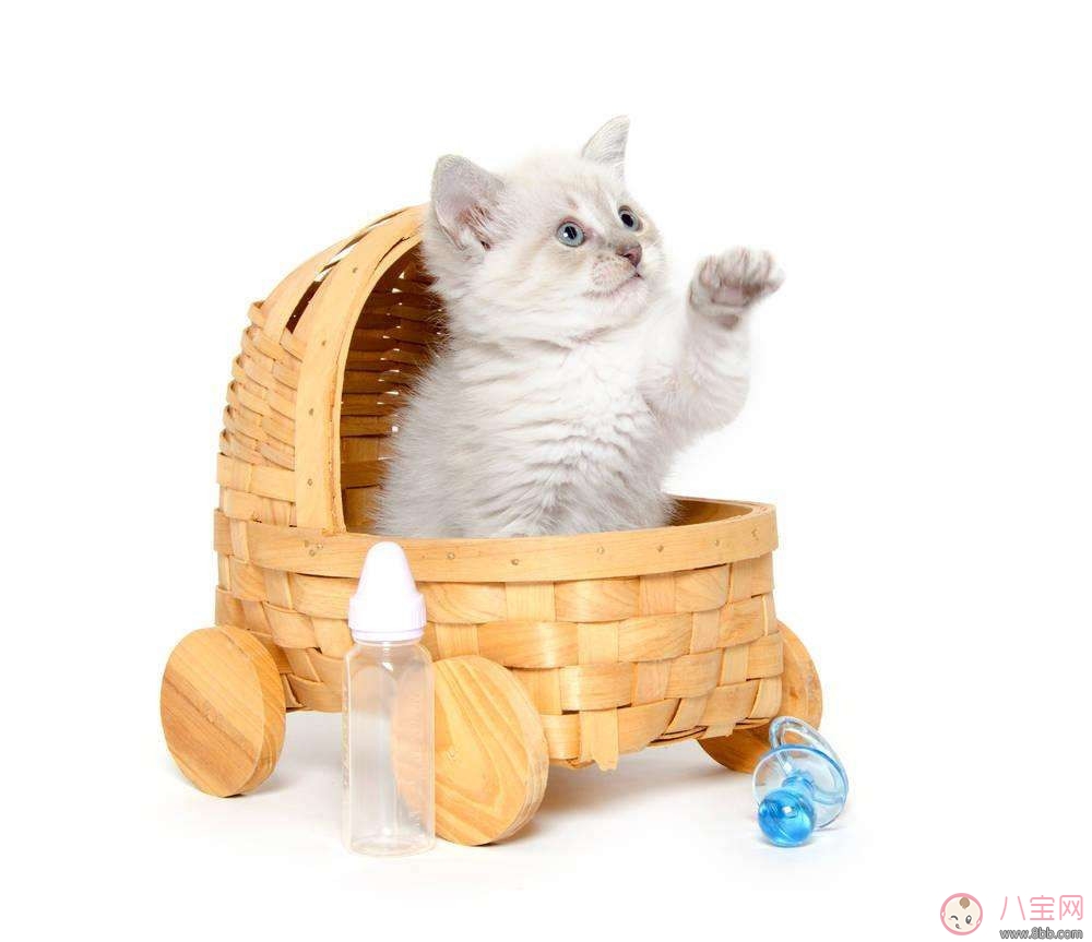 如何選購嬰兒車 寶寶長大了嬰兒車還能做什么