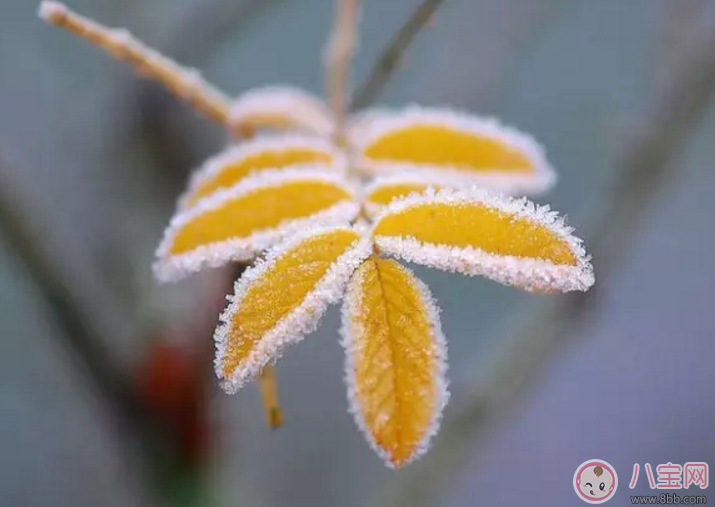 2017寶寶霜降吃什么 寶寶霜降之后怎么補身體(寶寶霜降輔食)