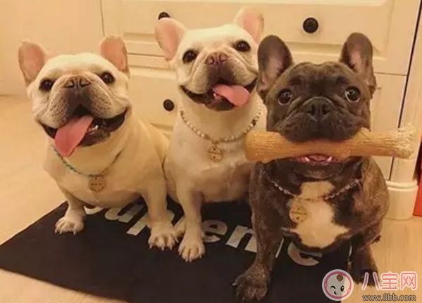 懷孕前養(yǎng)寵物要做什么檢查 坐月子能養(yǎng)寵物嗎 懷孕前養(yǎng)寵物要做什么檢查 坐月子能養(yǎng)寵物嗎