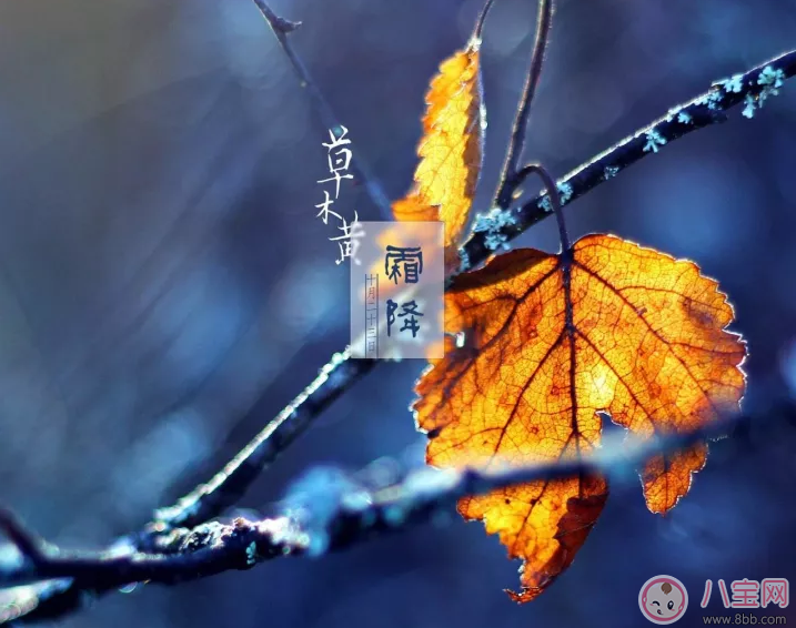 霜降怎么吃比較好 霜降時節(jié)正確養(yǎng)生方法