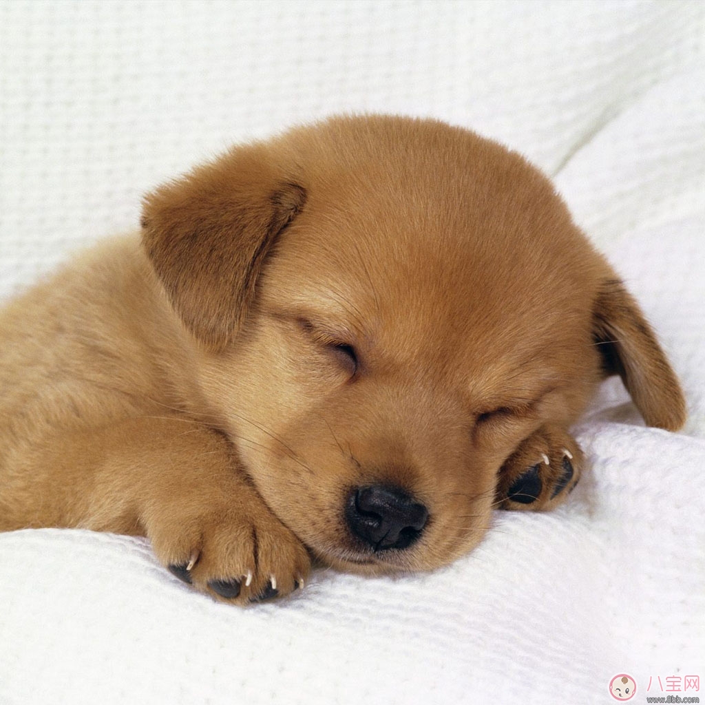 這樣哄孩子睡覺的方法家長都錯過 孩子睡眠質量不好會有哪些危害