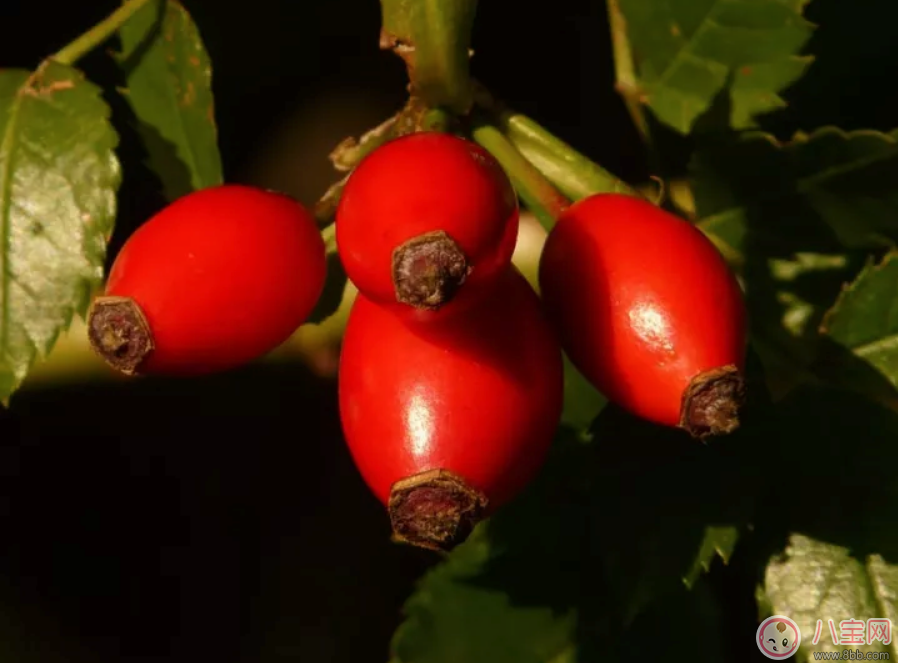 為什么孕期愛吃酸 孕期可以吃哪些酸性食物