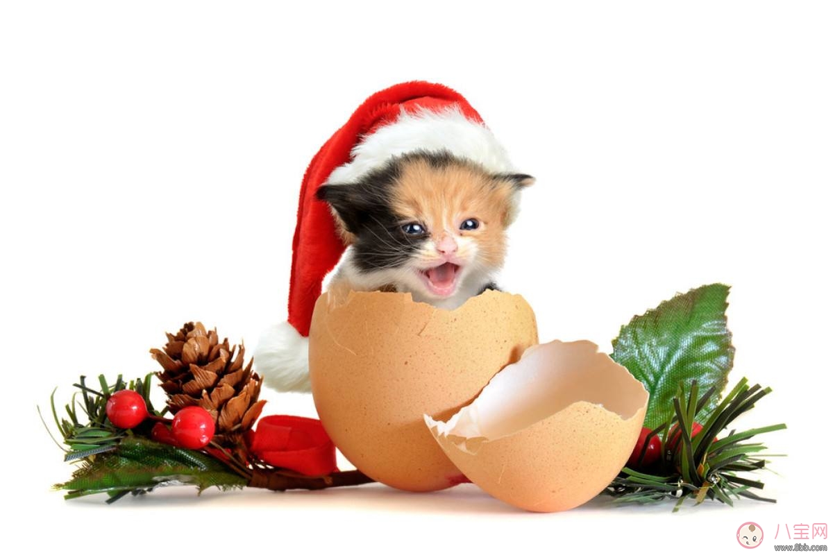 圣誕節搞笑說說短語朋友圈 圣誕節圖片說說朋友圈