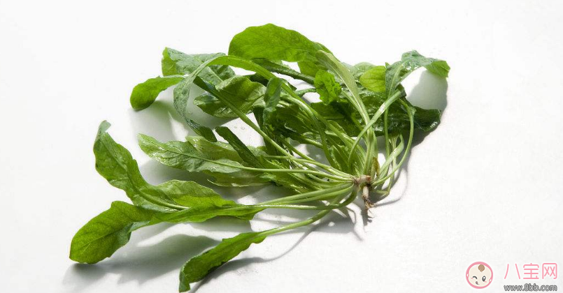 懷孕可以吃薺菜嗎 懷孕吃薺菜有什么影響