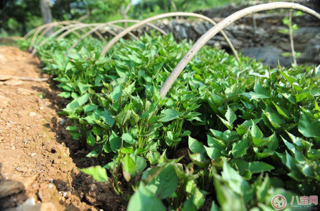 懷孕期間夢到紅薯藤是什么預兆 懷孕夢到紅薯藤是懷男孩的征兆嗎 懷孕期間夢到紅薯藤是什么預兆 懷孕夢到紅薯藤是懷男孩的征兆嗎